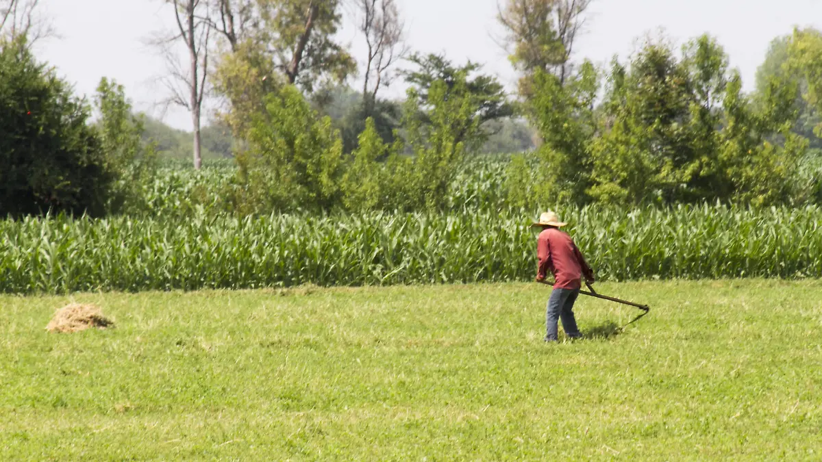 Campesinos tendrán precios de garantía por sus cosechas.  Foto César Ortiz.